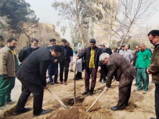 کاشت نهال های زیتون سازمان دانشجویان جهاد دانشگاهی در دانشگاه تربیت مدرس